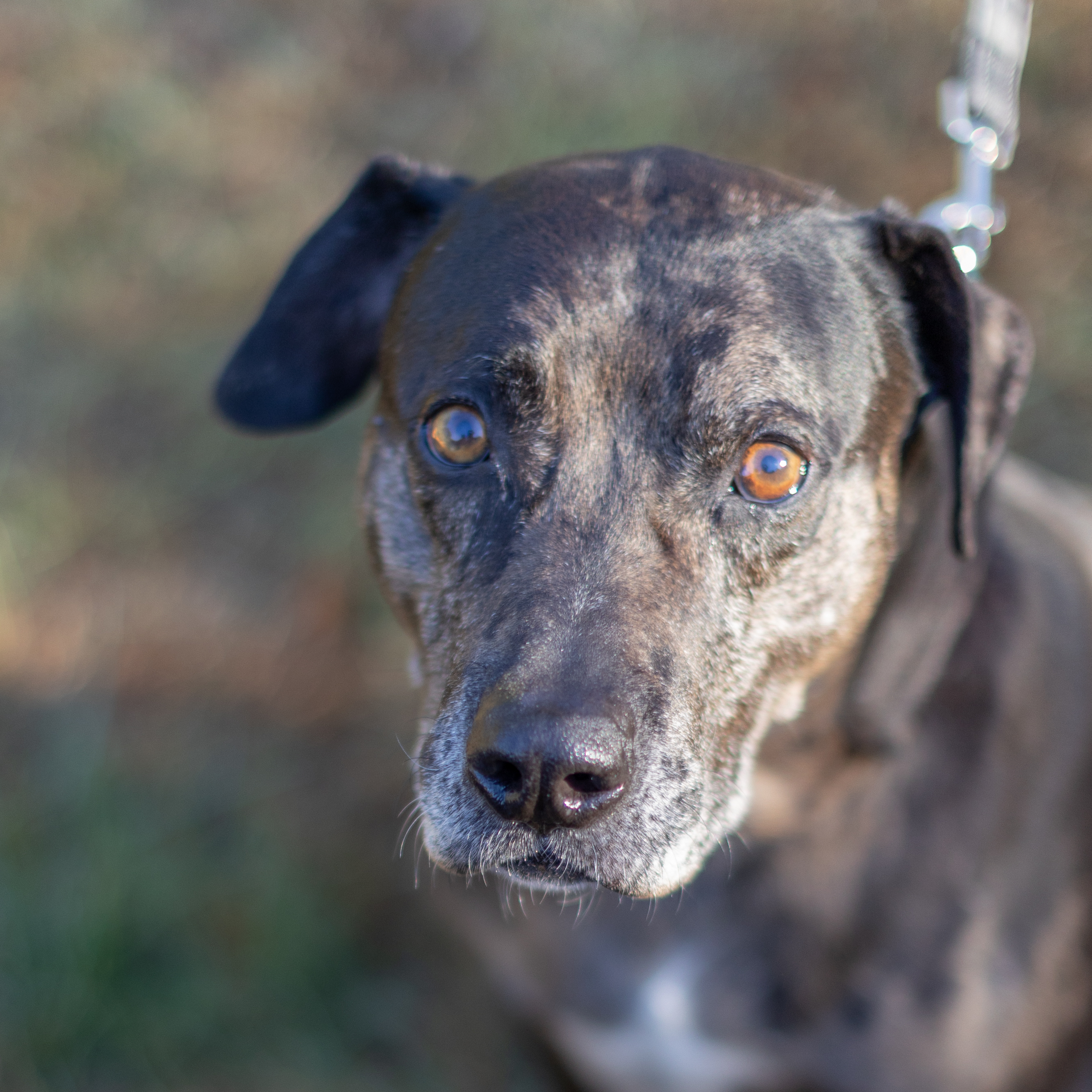 Bandit - smart & sensitive, an adoptable Catahoula Leopard Dog in Midlothian, VA, 23112 | Photo Image 3