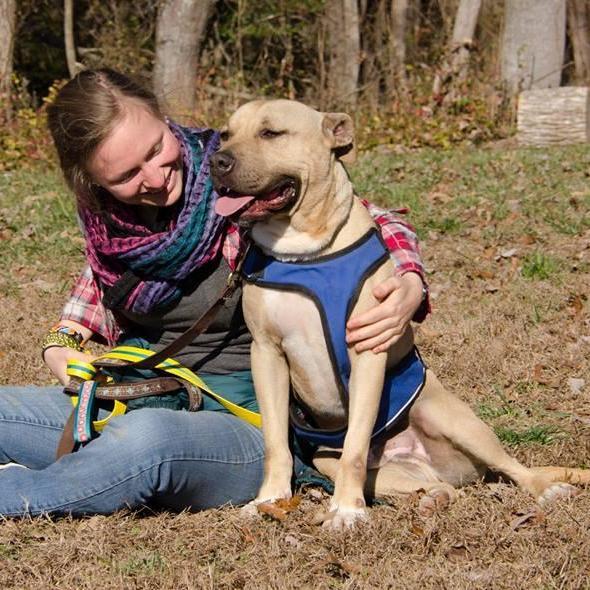 Boy George - star potential, an adoptable Labrador Retriever in Midlothian, VA, 23112 | Photo Image 2