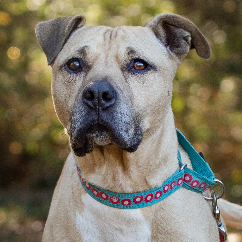 Boy George - star potential, an adoptable Labrador Retriever in Midlothian, VA, 23112 | Photo Image 3