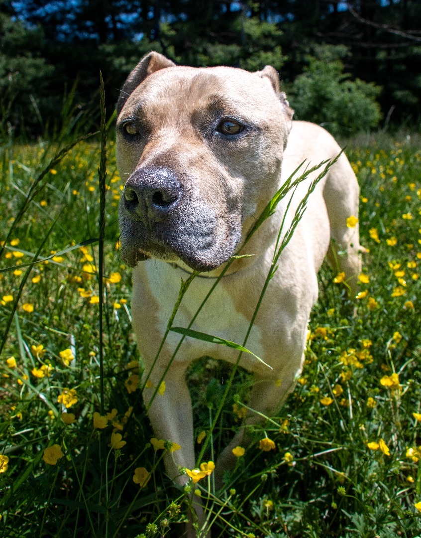 Boy George - star potential, an adoptable Labrador Retriever in Midlothian, VA, 23112 | Photo Image 3