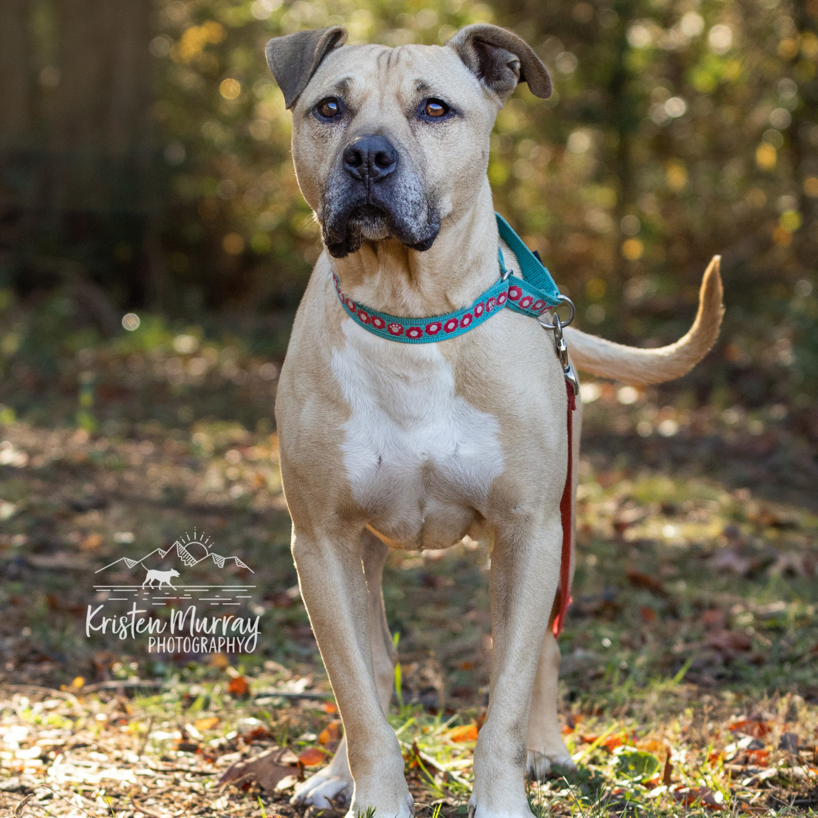 Boy George - star potential, an adoptable Labrador Retriever in Midlothian, VA, 23112 | Photo Image 5
