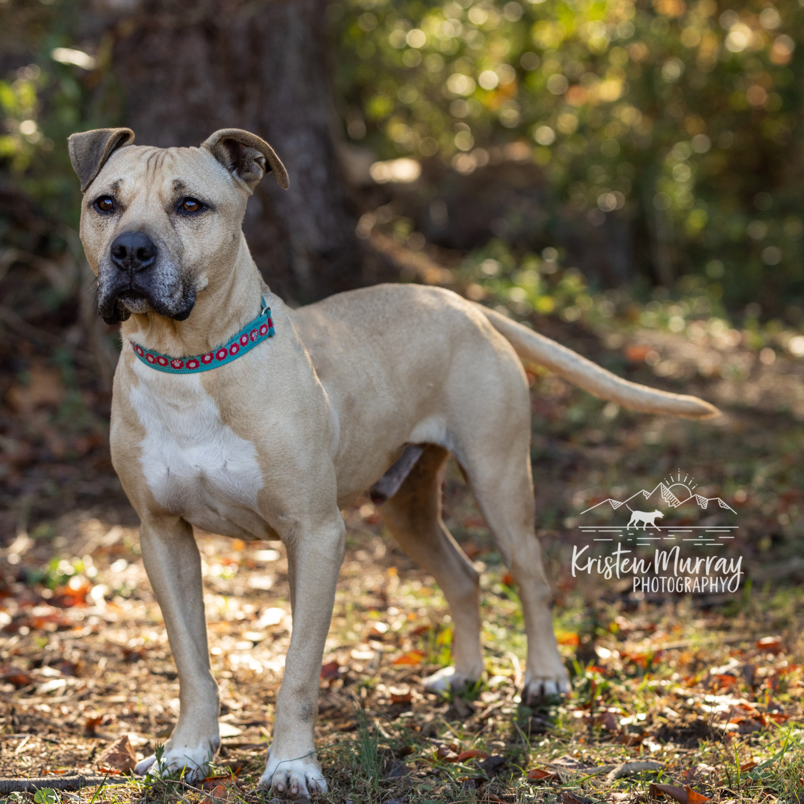 Boy George - star potential, an adoptable Labrador Retriever in Midlothian, VA, 23112 | Photo Image 5