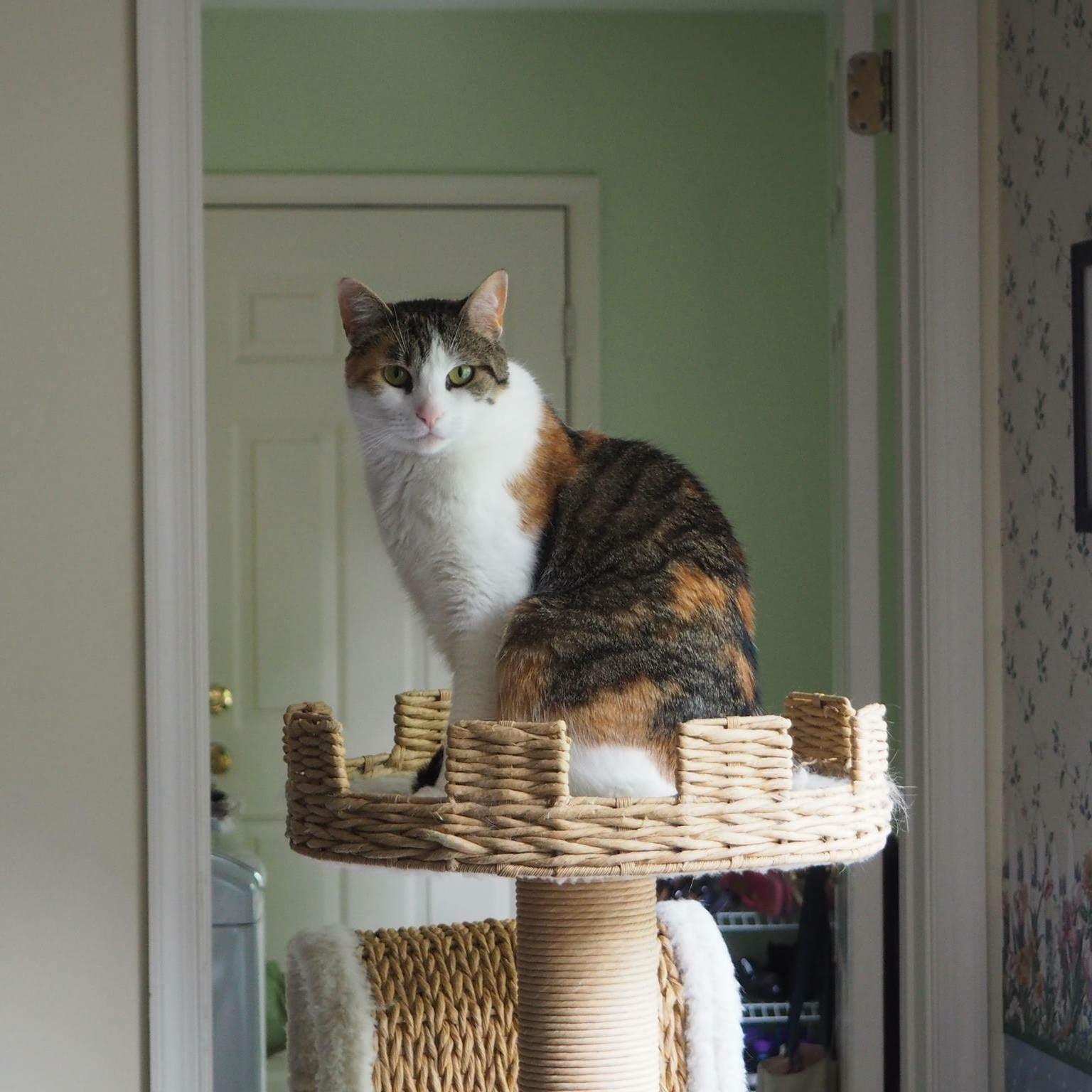 Callie/affectionate calico girl, loves people, an adoptable Domestic Short Hair, Calico in West Chester, PA, 19380 | Photo Image 1