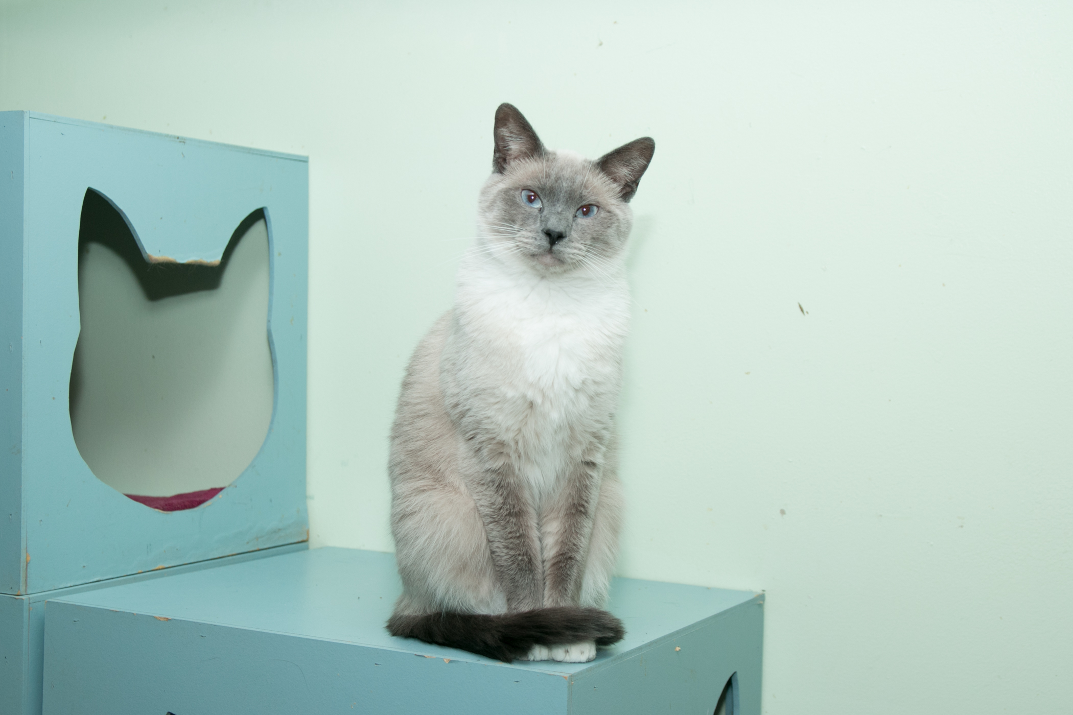 Cat for adoption - Mooney, a Siamese in Chicago, IL ...