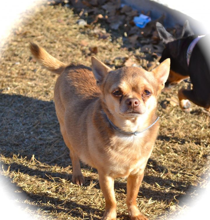 Jack, an adoptable Chihuahua in Blanchard, OK_image-1