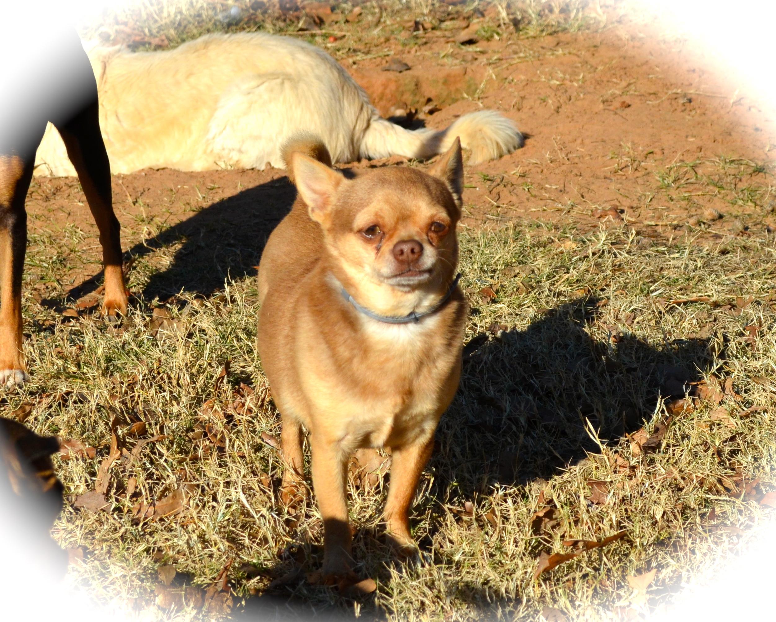 Jack, an adoptable Chihuahua in Blanchard, OK, 73010 | Photo Image 2