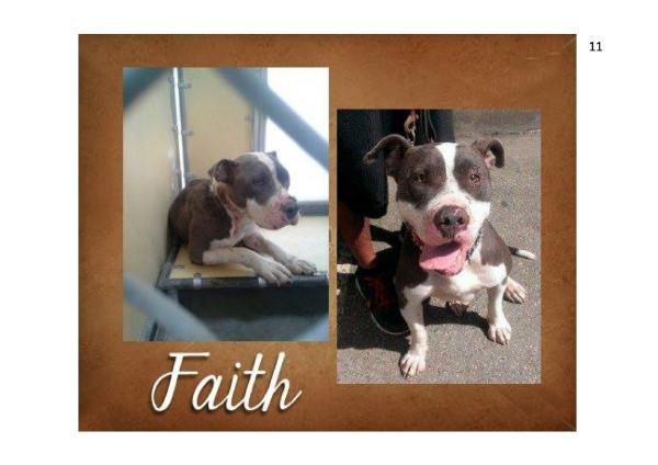 FAITH-Sponsorship-Lives up to Name!, an adoptable Pit Bull Terrier Mix in Los Angeles, CA_image-1