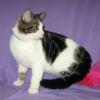 Abbott, an adoptable Domestic Short Hair in Powell, OH, 43065 | Photo Image 2