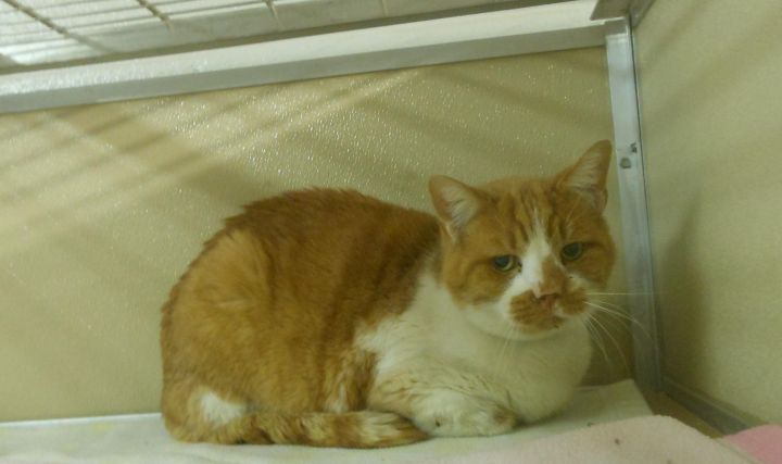 Colby ($15 mature cat adoption fee) 2