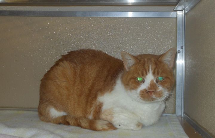 Colby ($15 mature cat adoption fee) 3
