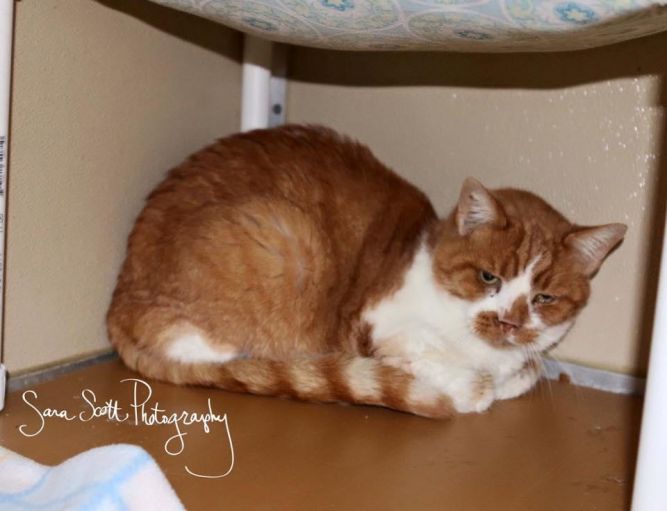 Colby ($15 mature cat adoption fee)