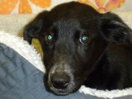 Little Max, an adoptable Labrador Retriever, Cattle Dog in Plano, TX, 75074 | Photo Image 2