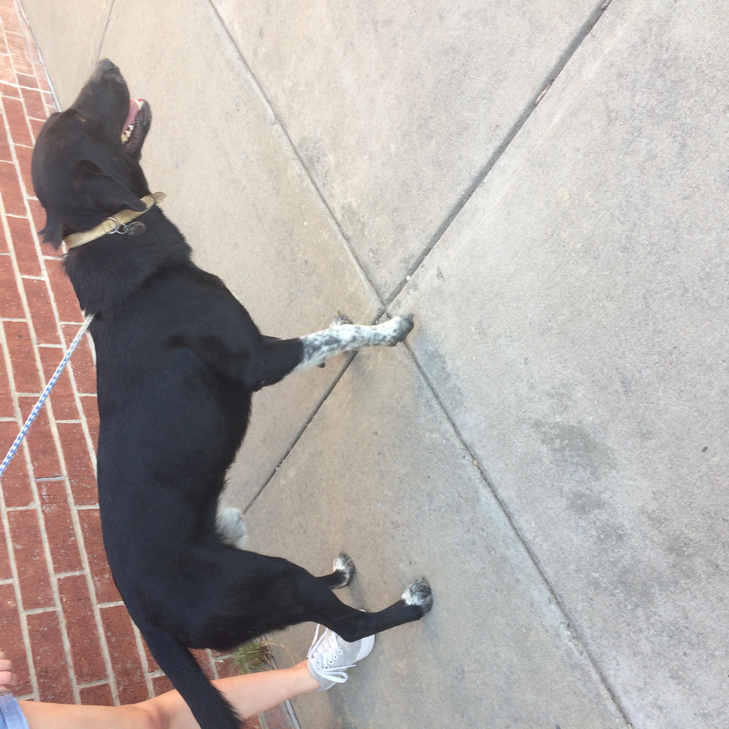 Little Max, an adoptable Labrador Retriever, Cattle Dog in Plano, TX, 75074 | Photo Image 1