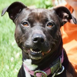 Sasha, an adoptable American Staffordshire Terrier, English Bulldog in Huntley, IL, 60142 | Photo Image 1