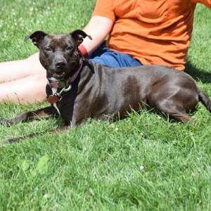 Sasha, an adoptable American Staffordshire Terrier, English Bulldog in Huntley, IL, 60142 | Photo Image 2