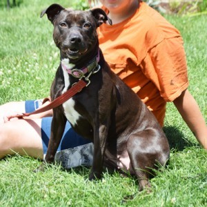 Sasha, an adoptable American Staffordshire Terrier, English Bulldog in Huntley, IL, 60142 | Photo Image 4