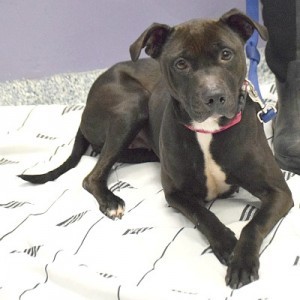 Sasha, an adoptable American Staffordshire Terrier, English Bulldog in Huntley, IL, 60142 | Photo Image 5
