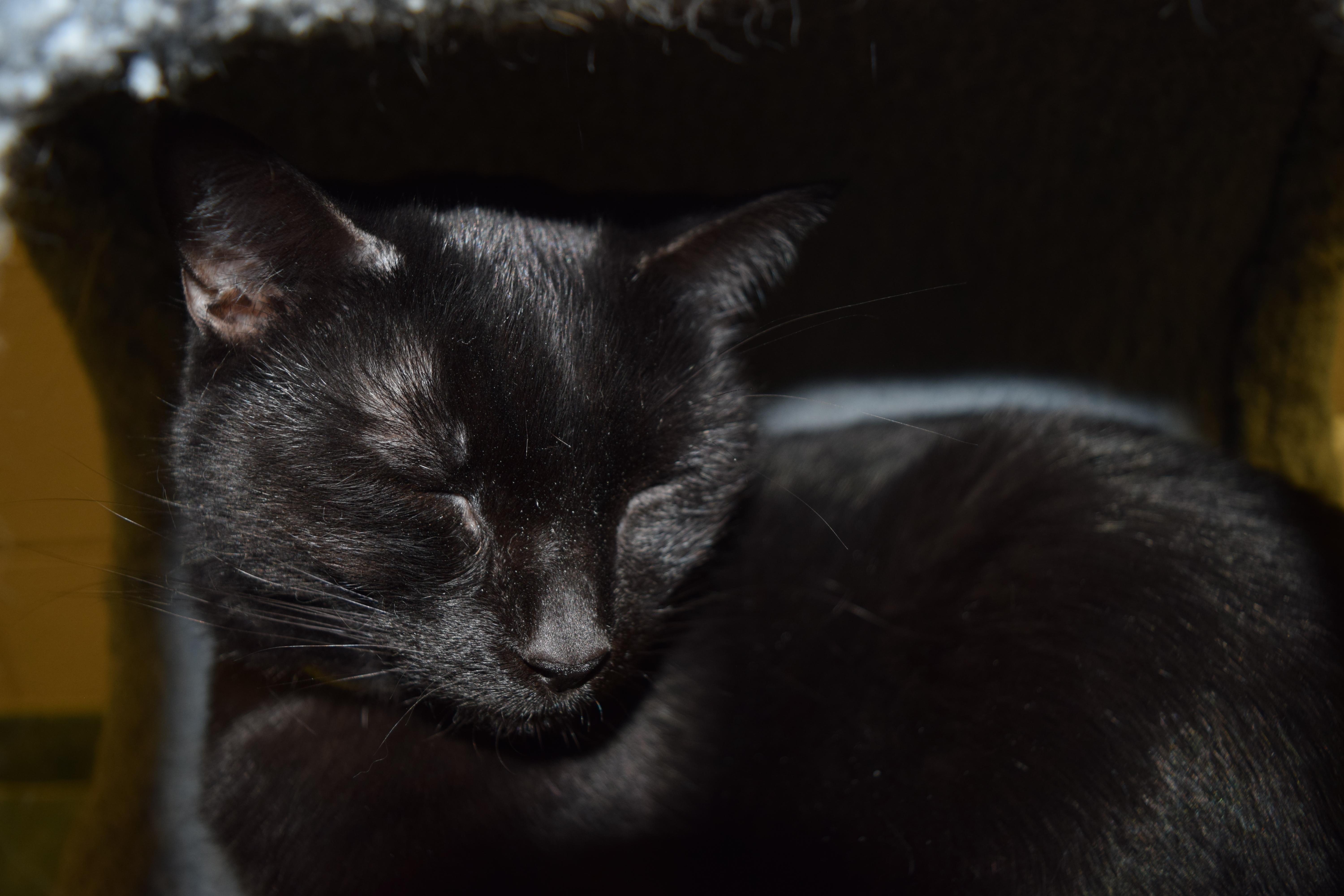 Lucky, an adoptable Domestic Short Hair in Lima, OH, 45807 | Photo Image 1