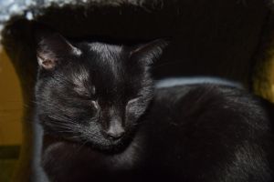 Lucky, Adult Female unknown