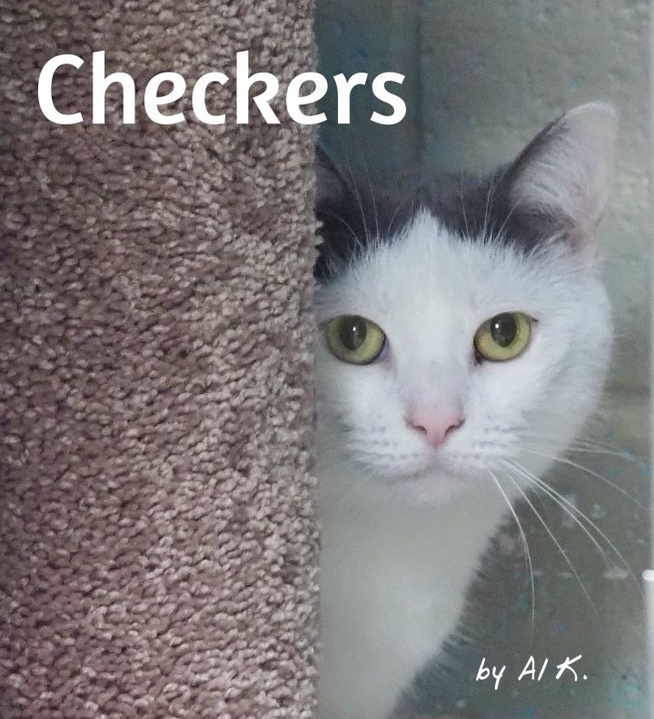 Checkers (Barn Cat), an adoptable Domestic Short Hair in Cape May Court House, NJ_image-2