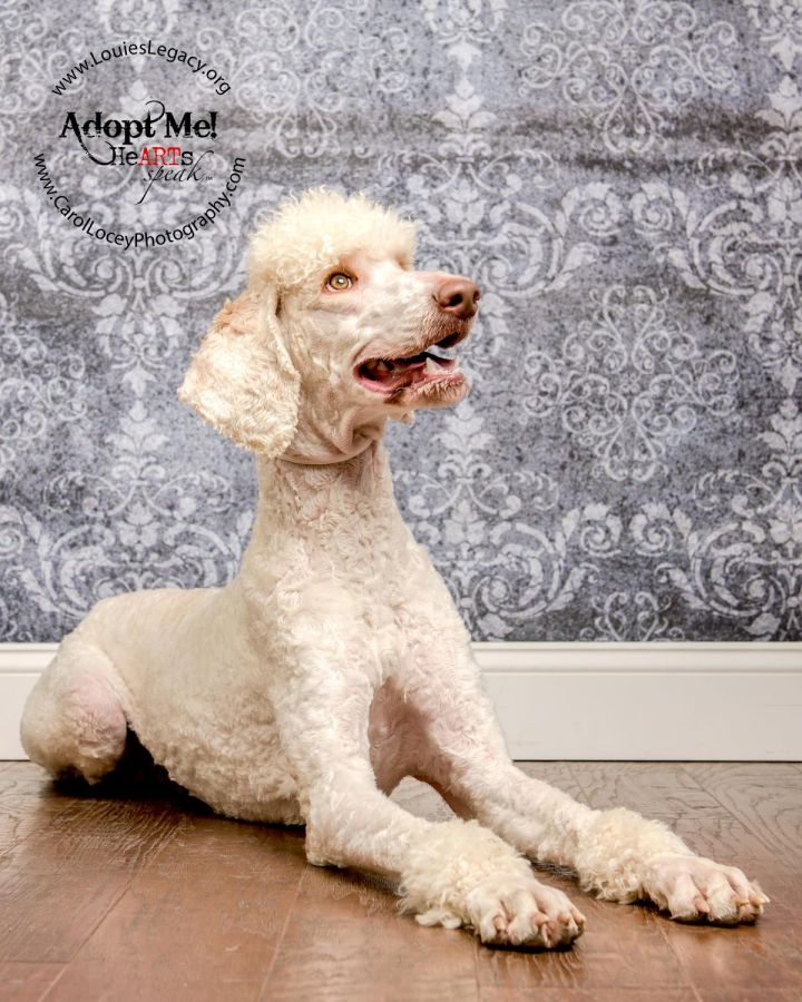 Aberdeen, an adopted Standard Poodle in Cincinnati, OH_image-3