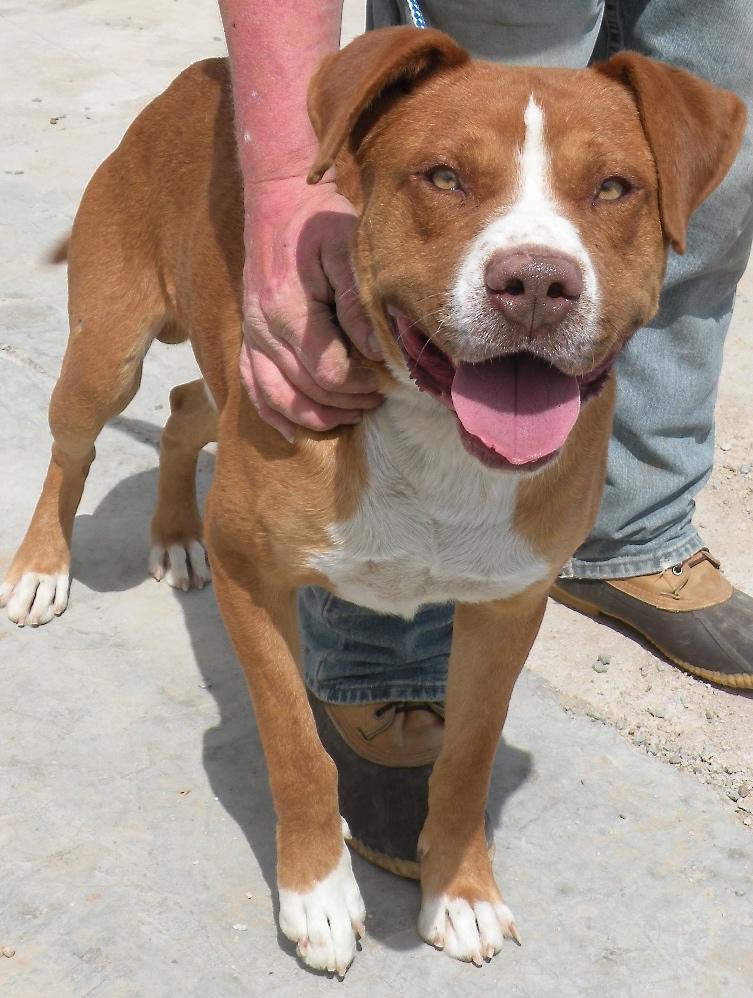 Rocky, an adoptable American Staffordshire Terrier in San Luis, CO, 81152 | Photo Image 3