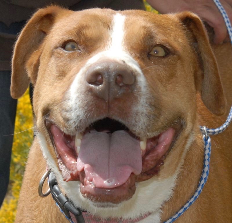 Rocky, an adoptable American Staffordshire Terrier in San Luis, CO, 81152 | Photo Image 1