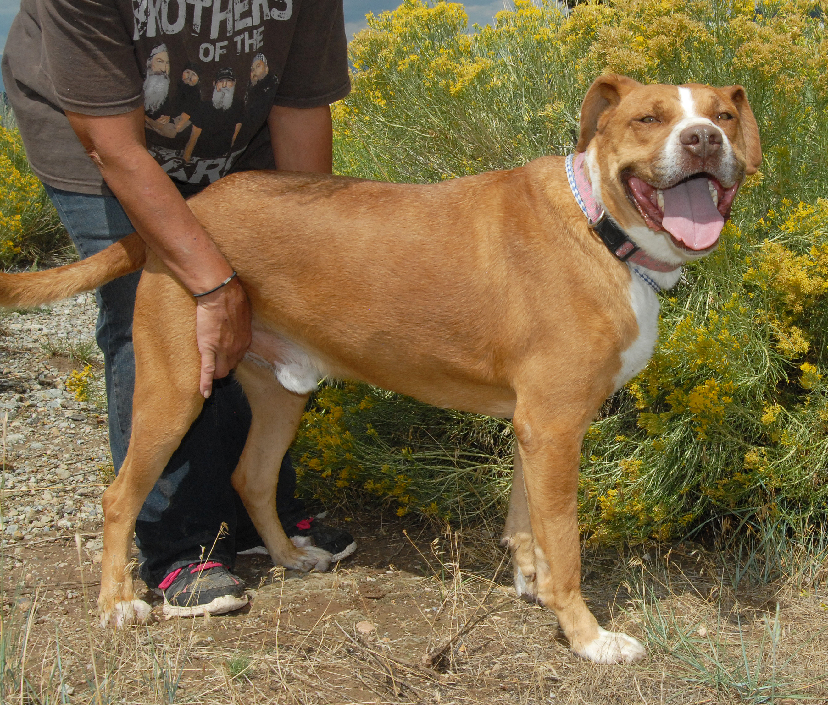 Rocky, an adoptable American Staffordshire Terrier in San Luis, CO, 81152 | Photo Image 5
