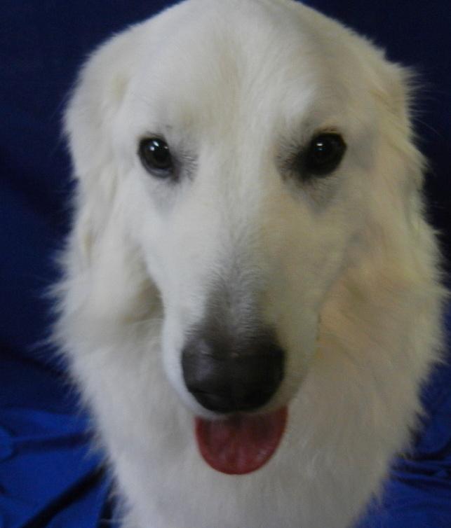 CHUNK, an adoptable Maremma Sheepdog, Great Pyrenees in Granite Bay, CA, 95746 | Photo Image 1