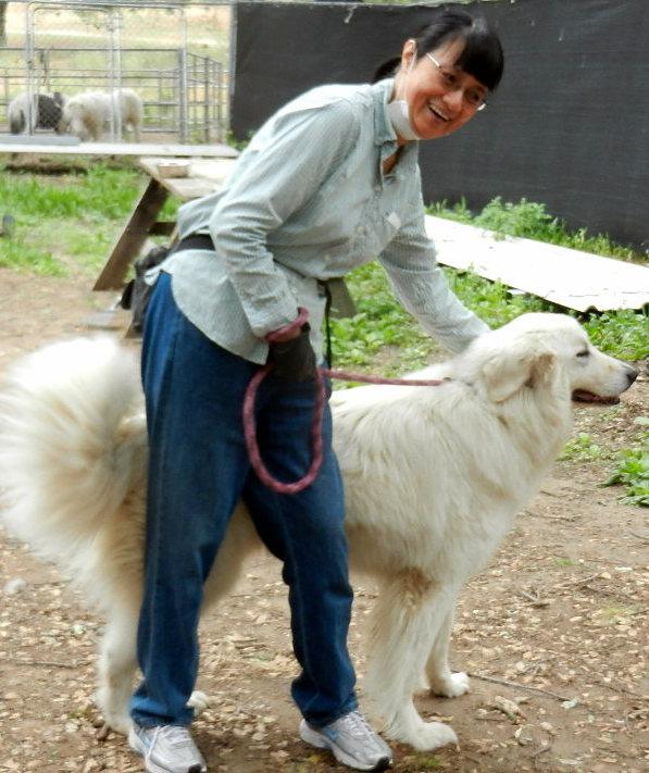 CHUNK, an adoptable Maremma Sheepdog, Great Pyrenees in Granite Bay, CA, 95746 | Photo Image 3