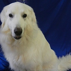 CHUNK, an adoptable Maremma Sheepdog, Great Pyrenees in Granite Bay, CA, 95746 | Photo Image 4