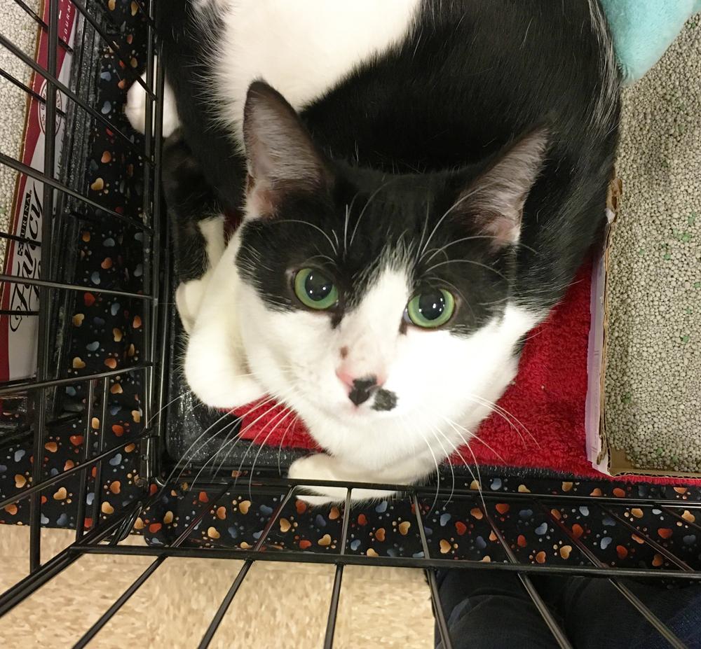 Sheena, an adoptable Domestic Short Hair in Fort Worth, TX, 76121 | Photo Image 2