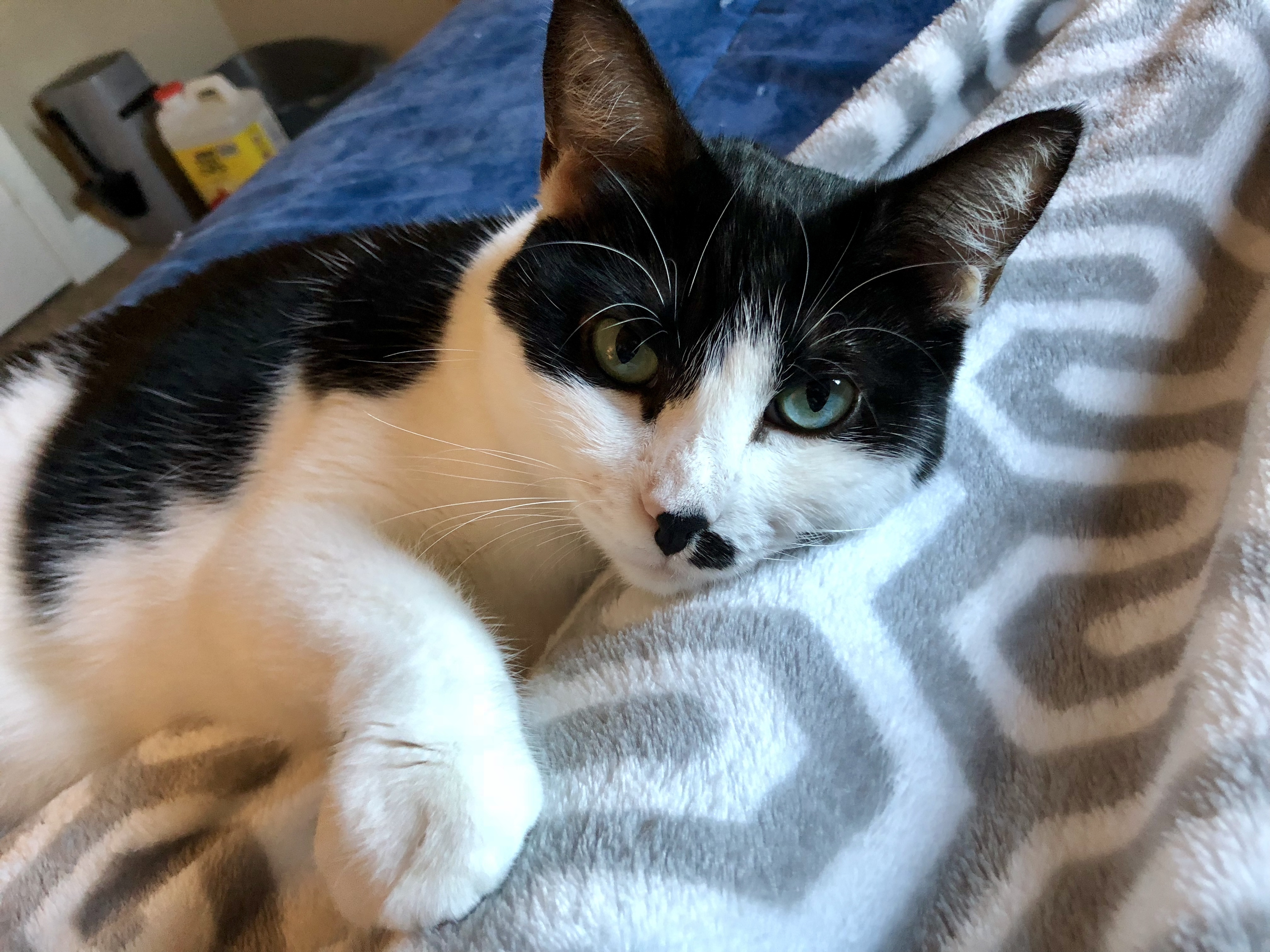 Sheena, an adoptable Domestic Short Hair in Fort Worth, TX, 76121 | Photo Image 1