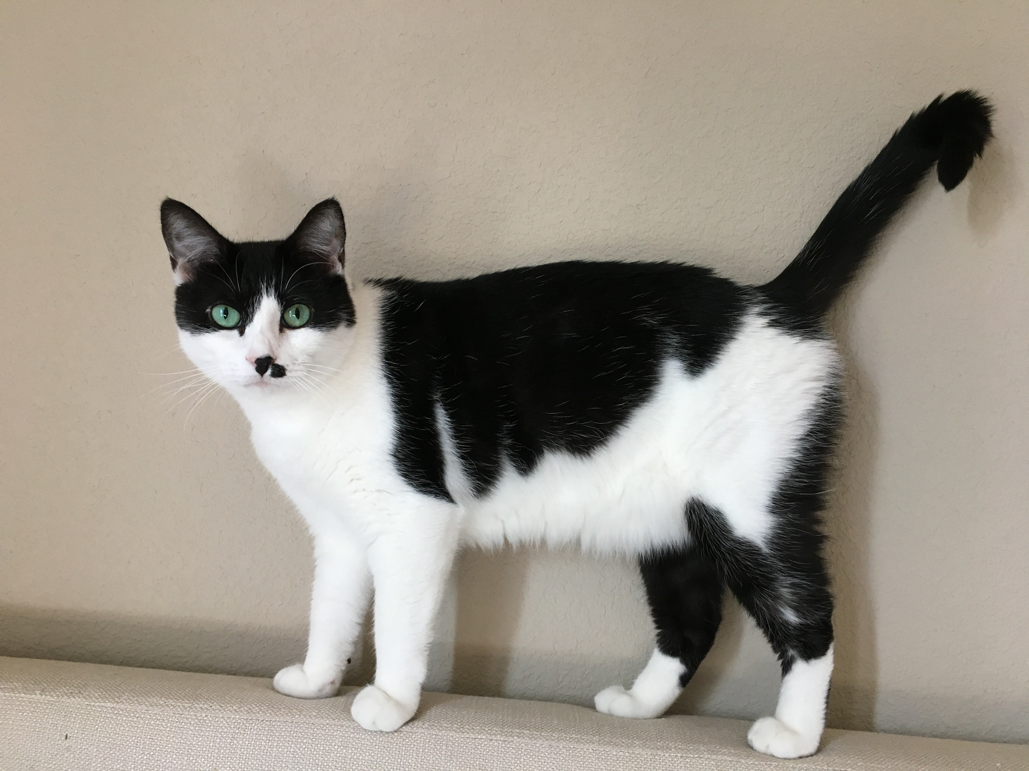 Sheena, an adoptable Domestic Short Hair in Fort Worth, TX, 76121 | Photo Image 3