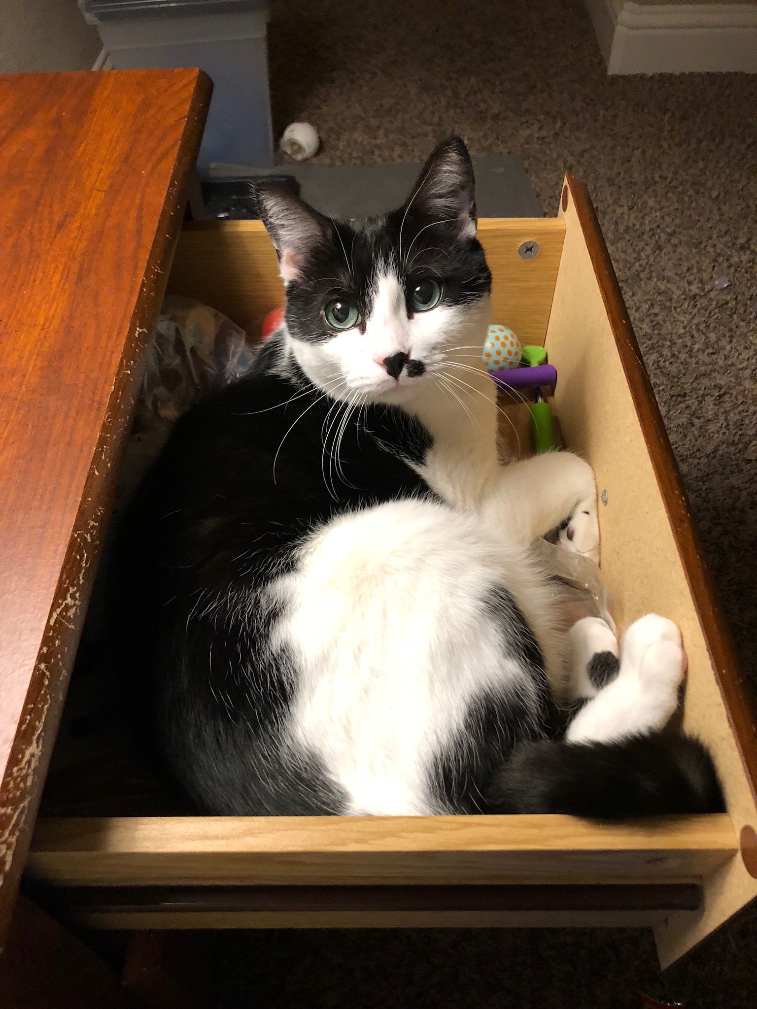 Sheena, an adoptable Domestic Short Hair in Fort Worth, TX, 76121 | Photo Image 4