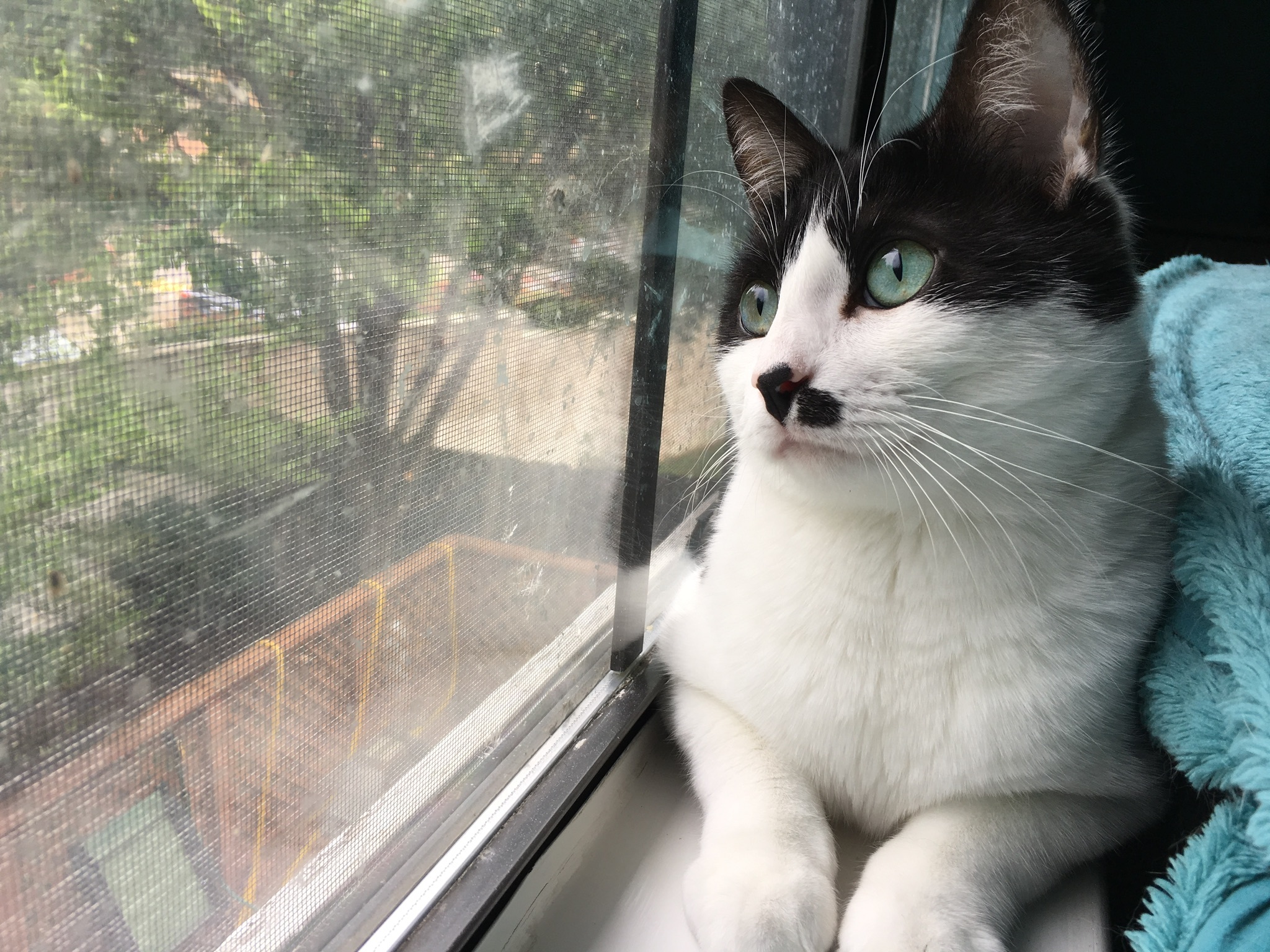 Sheena, an adoptable Domestic Short Hair in Fort Worth, TX, 76121 | Photo Image 5