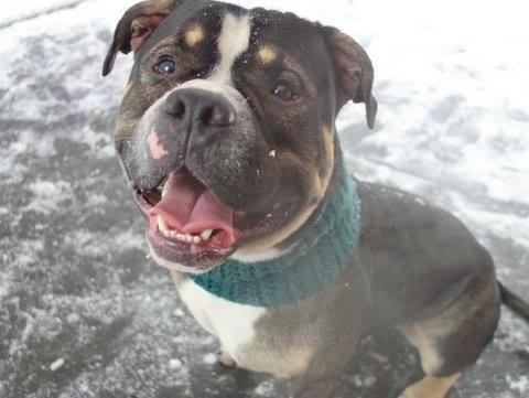Big Charlie *SUPER URGT* NEEDS IMMED FOSTER HOME*, an adoptable American Bully, American Bulldog in Bronx, NY, 10462 | Photo Image 1