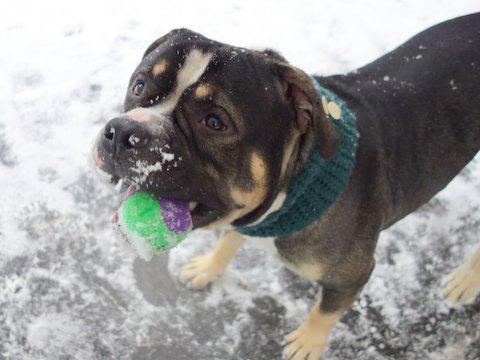 Big Charlie *SUPER URGT* NEEDS IMMED FOSTER HOME*, an adoptable American Bully, American Bulldog in Bronx, NY, 10462 | Photo Image 2