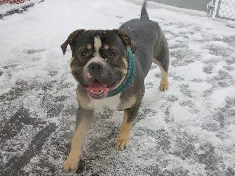 Big Charlie *SUPER URGT* NEEDS IMMED FOSTER HOME*, an adoptable American Bully & American Bulldog Mix in Bronx, NY_image-3