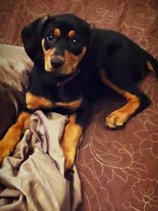 PEGGY, an adopted Black and Tan Coonhound Mix in New York, NY_image-2