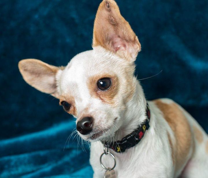 Eddie, an adopted Chihuahua in Toluca Lake, CA_image-2