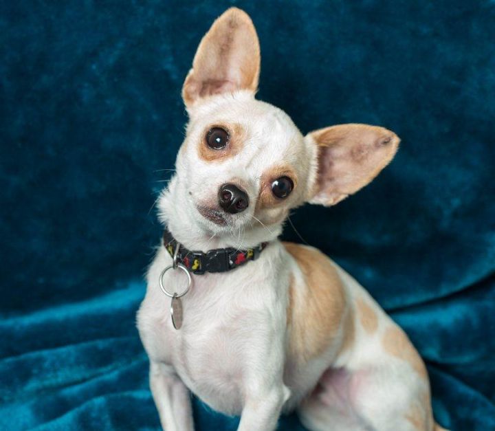 Eddie, an adopted Chihuahua in Toluca Lake, CA_image-1