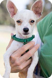 Eddie, an adopted Chihuahua in Toluca Lake, CA_image-3