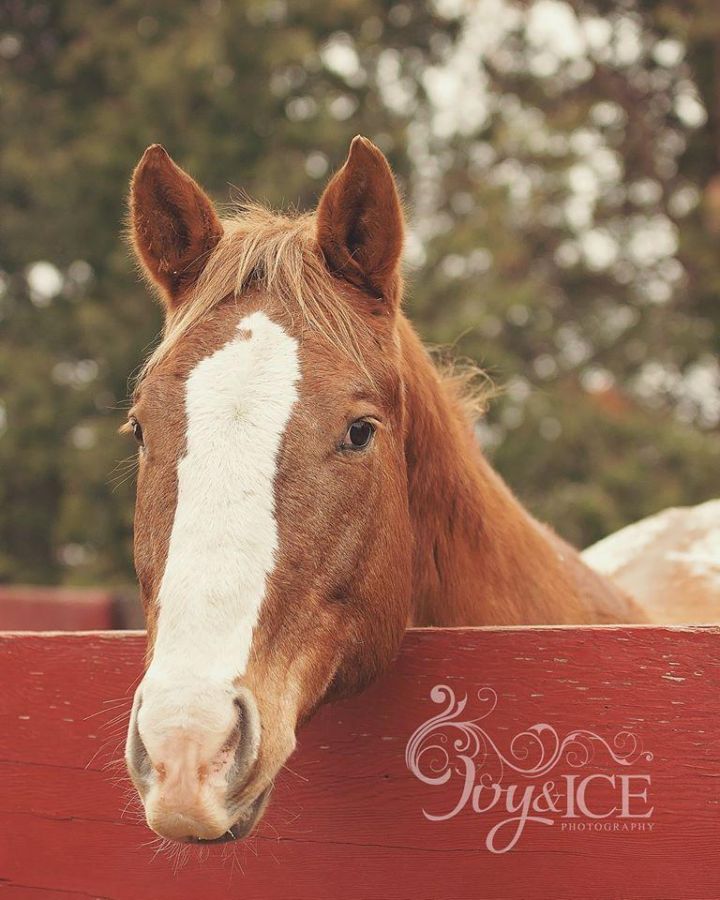 Andrew - SPONSORSHIP ONLY, an adoptable Appaloosa in Elkhart Lake, WI_image-2