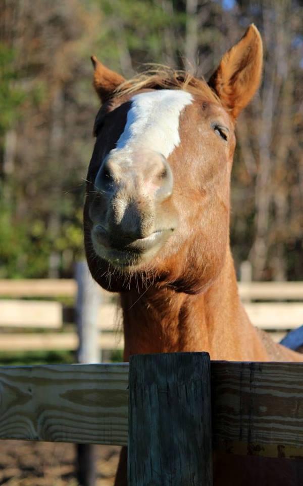 Andrew - SPONSORSHIP ONLY, an adoptable Appaloosa in Elkhart Lake, WI_image-3