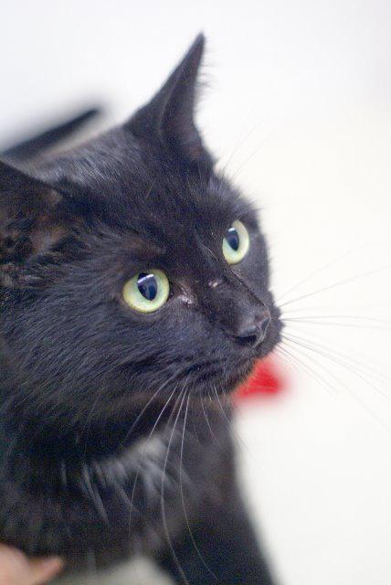 Midnight, an adoptable Domestic Short Hair in Camden, TN, 38320 | Photo Image 1