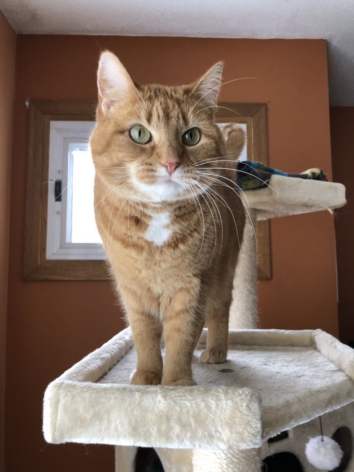 Cat For Adoption Sunshine A Tabby Domestic Short Hair Mix In