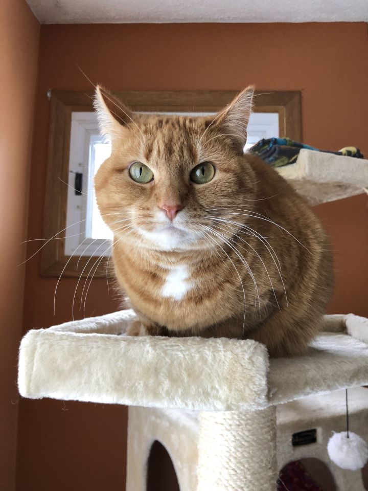 Cat For Adoption Sunshine A Tabby Domestic Short Hair Mix In