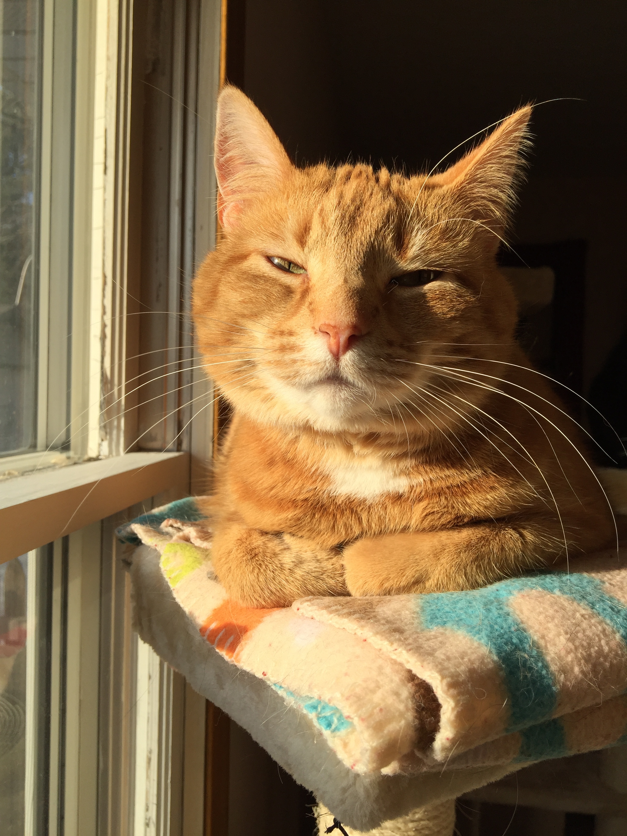 Sunshine, an adoptable Tabby, Domestic Short Hair in Blaine, MN, 55434 | Photo Image 3