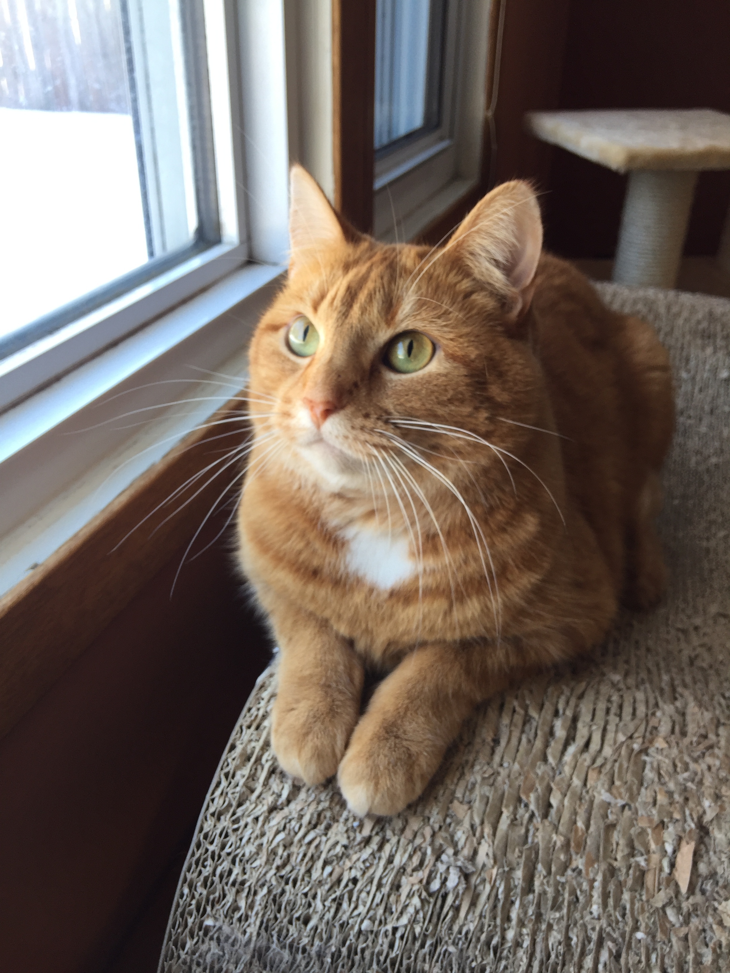 Sunshine, an adoptable Tabby, Domestic Short Hair in Blaine, MN, 55434 | Photo Image 4